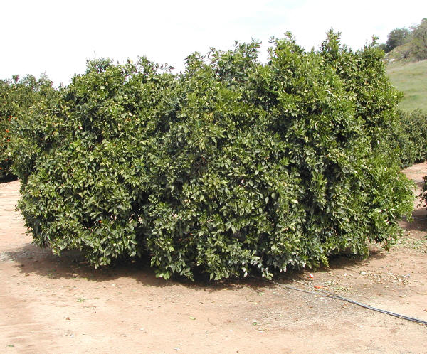 Carter Navel Orange Budwood citrus plant material online shopping