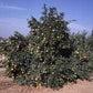Pearl Tangelo Mandarin Budwood citrus plant material online shopping