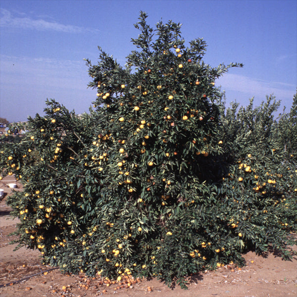 Pearl Tangelo Mandarin Budwood citrus plant material online shopping
