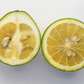 Trifeola Trifoliate Hybrid Budwood citrus plant material online shopping