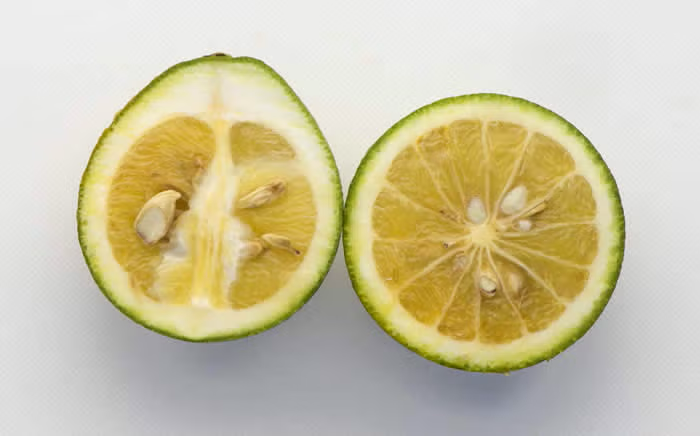 Trifeola Trifoliate Hybrid Budwood citrus plant material online shopping