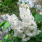 Common White Heirloom Lilac lilac plant online shopping