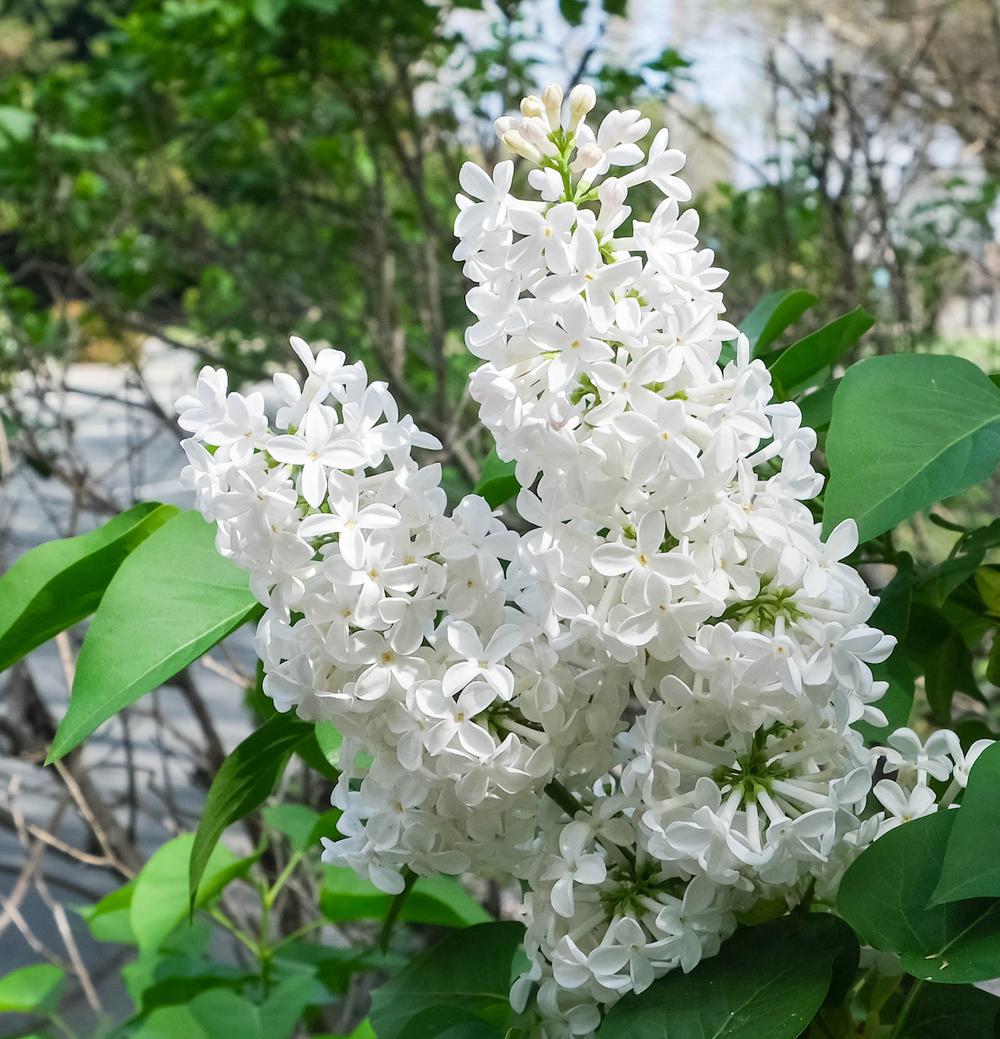 Common White Heirloom Lilac lilac plant online shopping