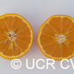 Sue Linda Tangor Mandarin Budwood citrus plant material online shopping
