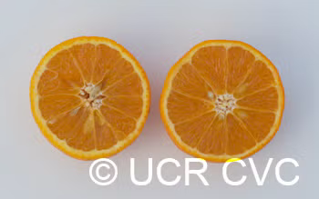 Sue Linda Tangor Mandarin Budwood citrus plant material online shopping
