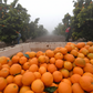 Seville Sour Orange Plant citrus plant material online shopping