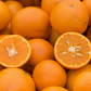 Kinnow Mandarin Hybrid Budwood citrus plant material online shopping