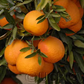 Oroval Clementine Budwood citrus plant material online shopping