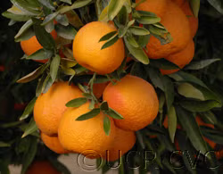 Oroval Clementine Budwood citrus plant material online shopping