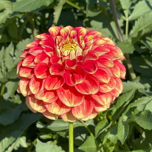 Game Day Dahlia