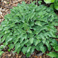 Tot Tot Hosta Plants online shopping