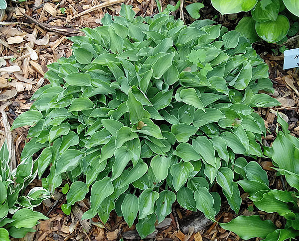 Tot Tot Hosta Plants online shopping