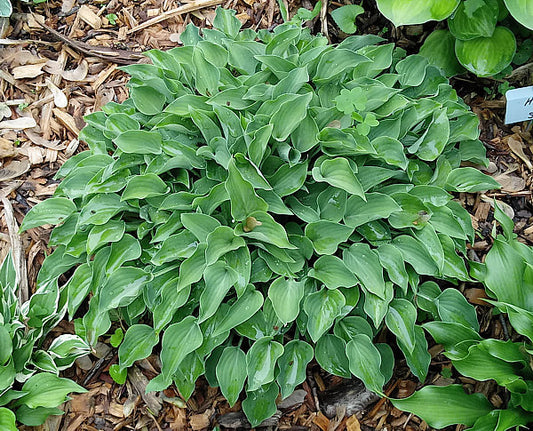 Tot Tot Hosta Plants online shopping