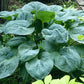 Rembrandt Blue Hosta Plants online shopping
