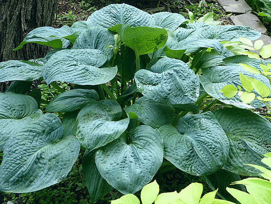 Rembrandt Blue Hosta Plants online shopping