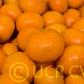 Murcott Mandarin Budwood citrus plant material online shopping