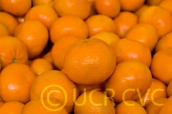 Murcott Mandarin Budwood citrus plant material online shopping