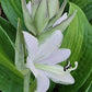Pull Of The Moon Hosta Plants online shopping