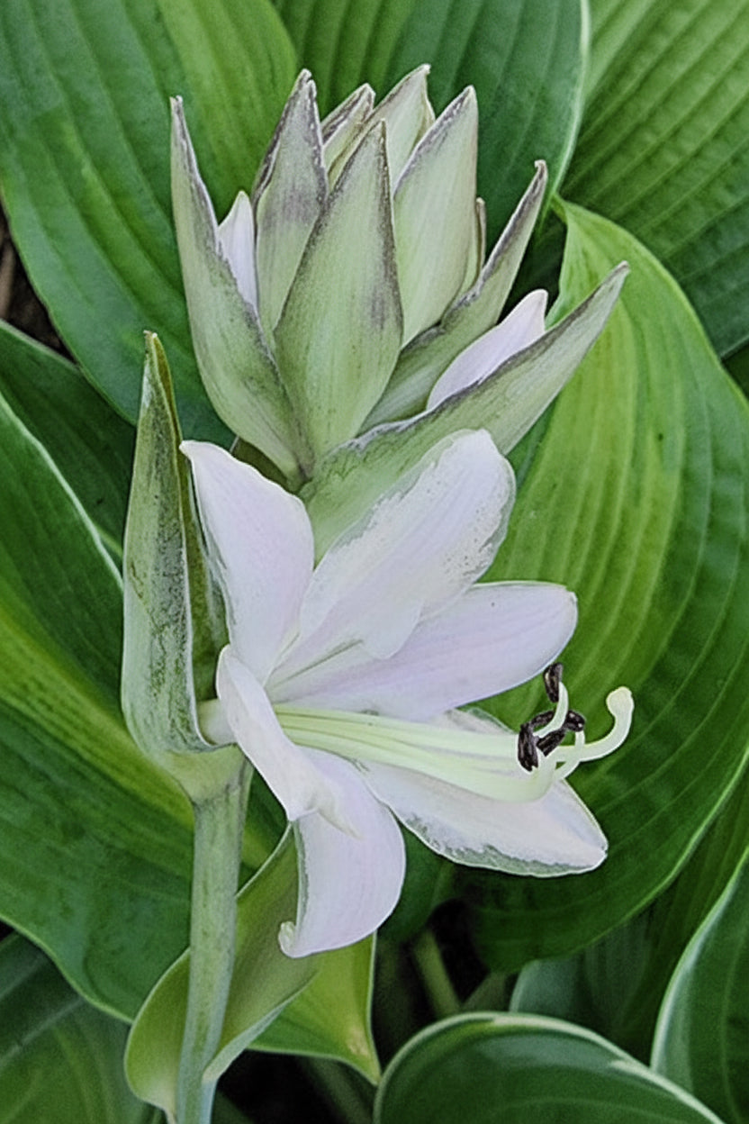 Pull Of The Moon Hosta Plants online shopping