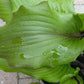 Holar Sunset Cobra Hosta Plants online shopping