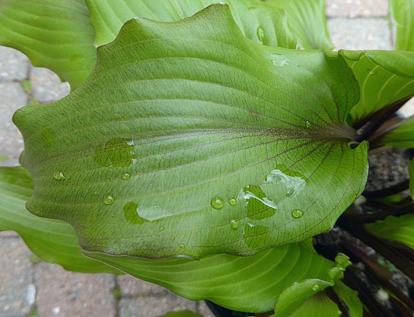Holar Sunset Cobra Hosta Plants online shopping