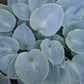 Parisian Silk Hosta Plants online shopping