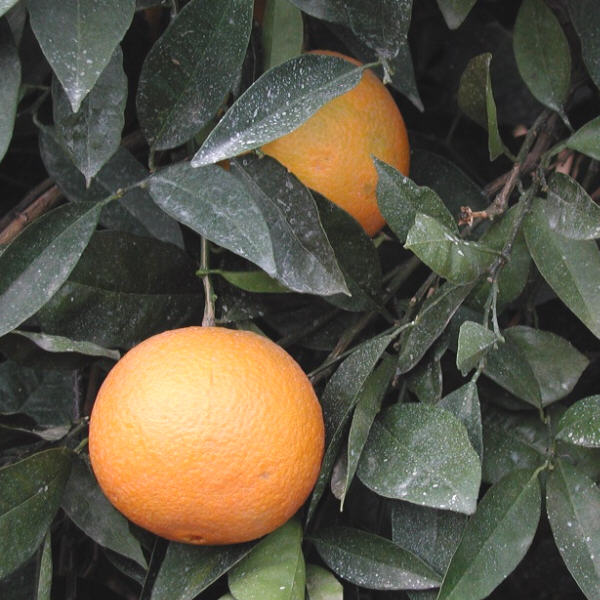 Atwood Navel Orange Budwood citrus plant material online shopping