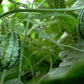 Cucamelon Cucumber