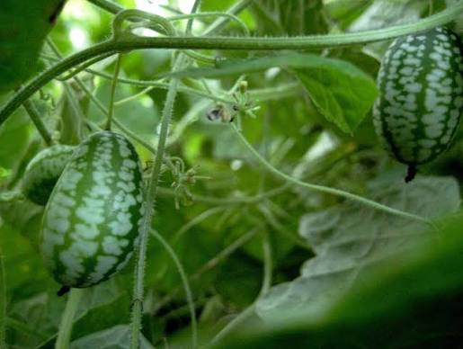 Cucamelon Cucumber