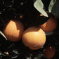 Eddy Navel Orange Budwood citrus plant material online shopping