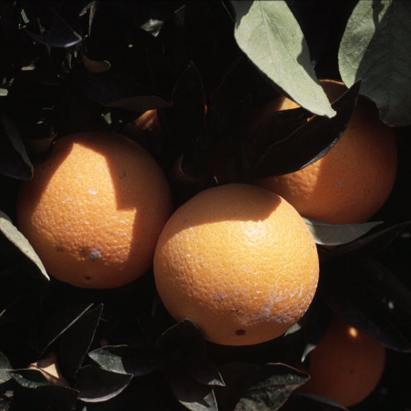 Eddy Navel Orange Budwood citrus plant material online shopping