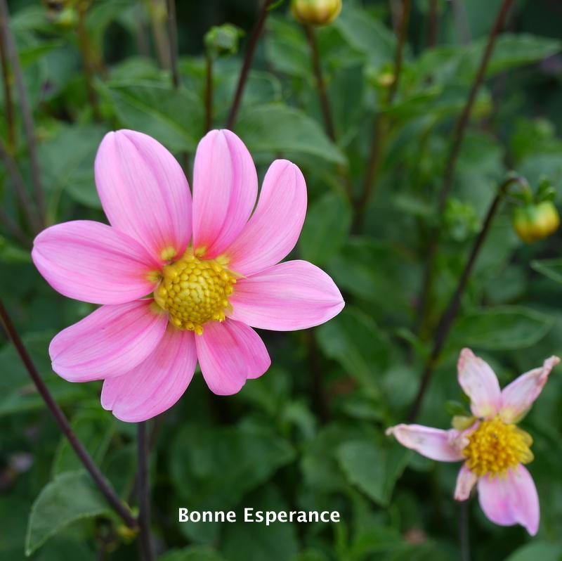 Bonne Espérance Dahlia Plants online shopping