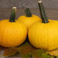 Sunlight F1 Pumpkin