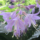 Midnight Oil Hosta Plants online shopping