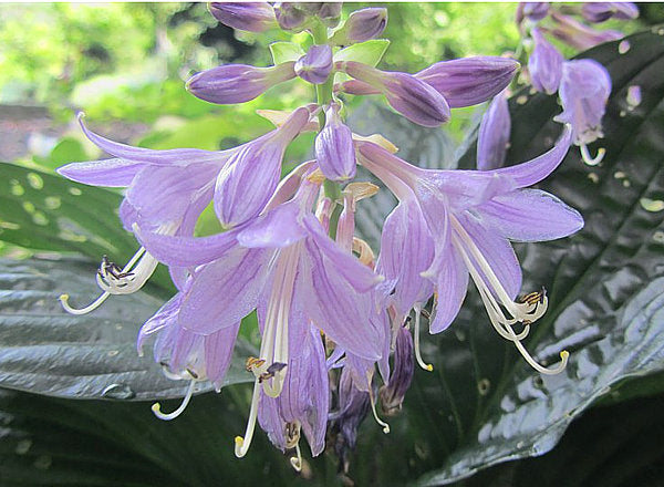 Midnight Oil Hosta Plants online shopping