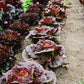 Pomegranate Crunch Lettuce Seeds online shopping