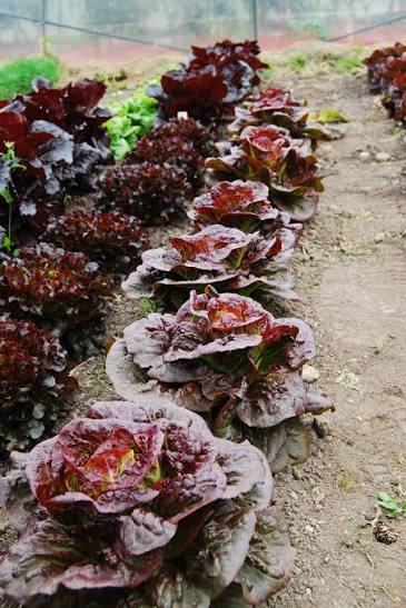 Pomegranate Crunch Lettuce Seeds online shopping