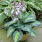 Magic Island Hosta Plants online shopping