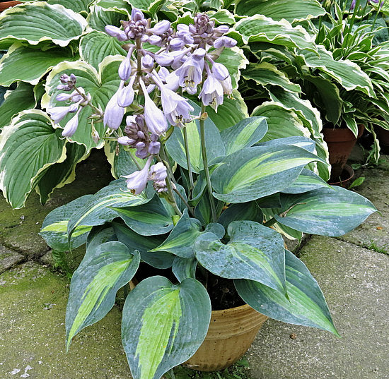 Magic Island Hosta Plants online shopping