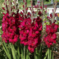 Plum Tart Gladiolus Corms