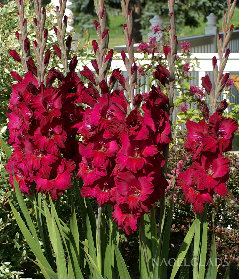 Plum Tart Gladiolus Corms