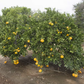 Okitsu Wase Satsuma Mandarin Budwood citrus plant material online shopping