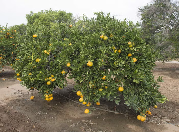 Okitsu Wase Satsuma Mandarin Budwood citrus plant material online shopping