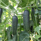 Marketmore 76 Organic Cucumber