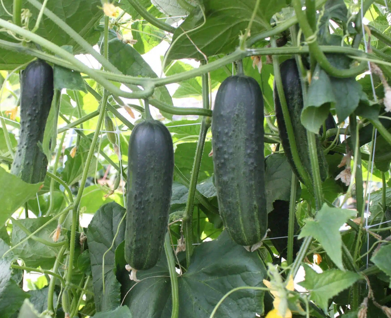 Marketmore 76 Organic Cucumber