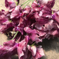 Theia Bella Sweet Pea seeds online shopping
