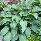 Silver Serenity Hosta Plants online shopping