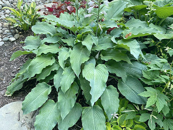 Silver Serenity Hosta Plants online shopping
