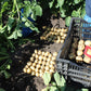 Excellency Large Potato online shopping