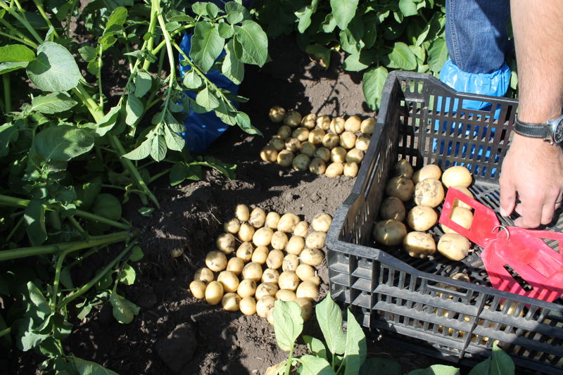 Excellency Large Potato online shopping